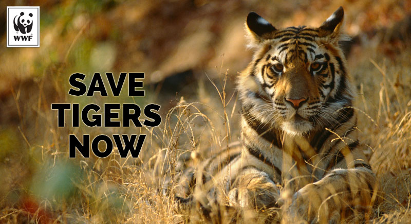 tiger