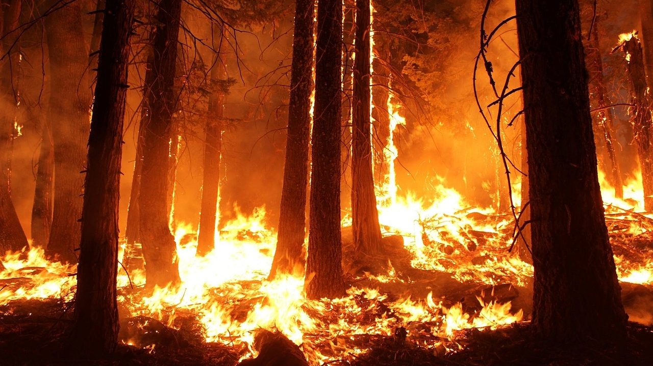 cropped amazon fire