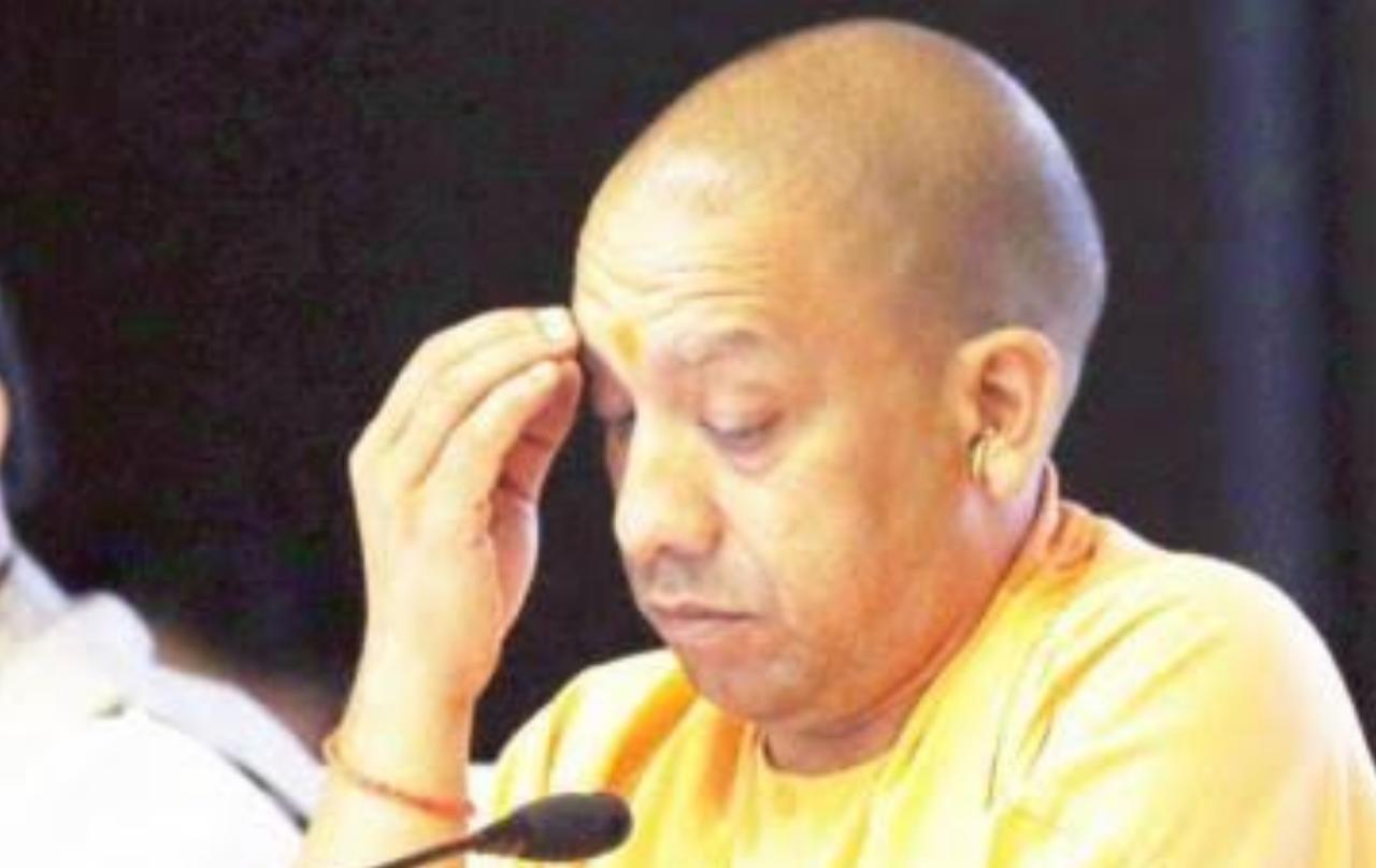 yogi