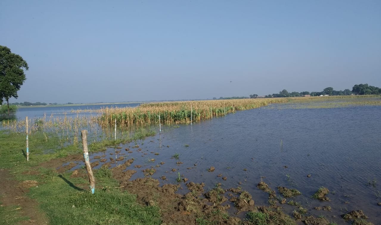 बलिया में मक्के की फसल।