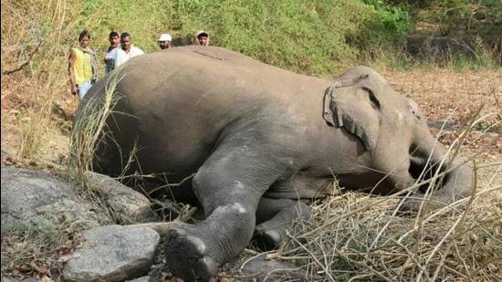 नॉर्थ ईस्ट डायरी: असम में 18 हाथियों की मौत पर उठ रहे सवाल
